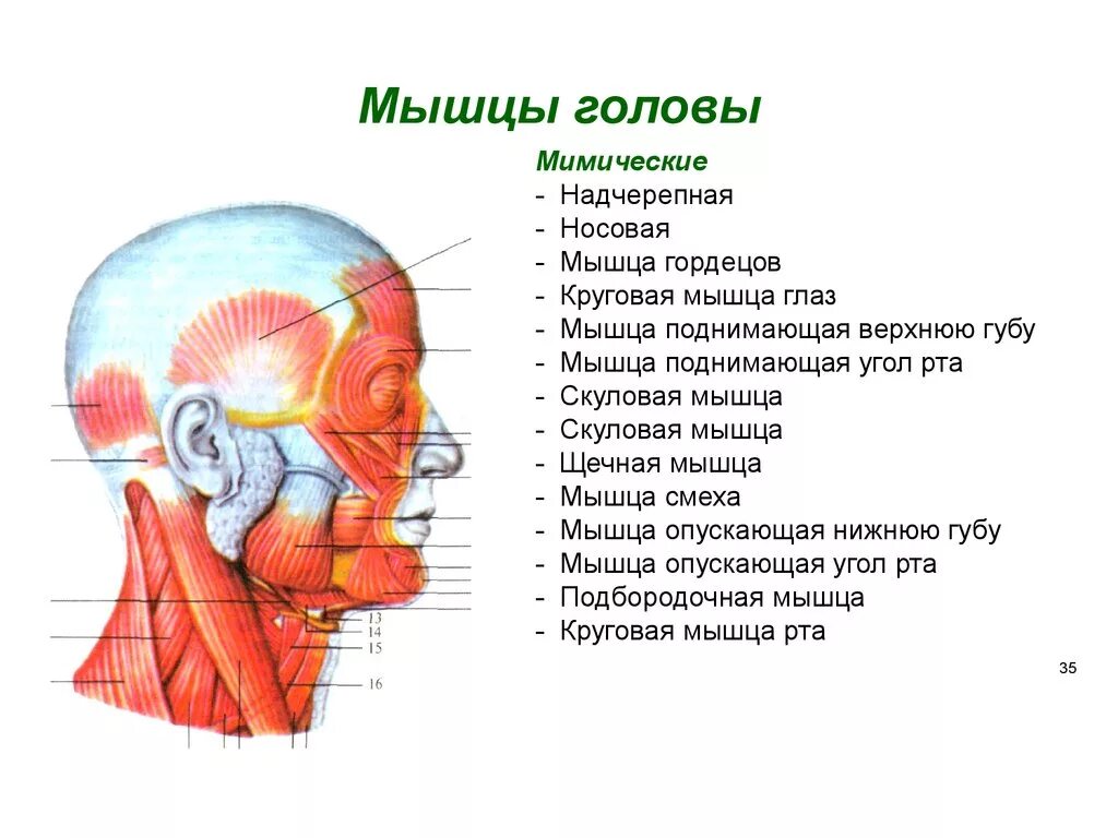 Мышцы головы вид сбоку. Строение черепа мышцы головы. Мышцы головы и шеи вид сбоку с обозначениями.