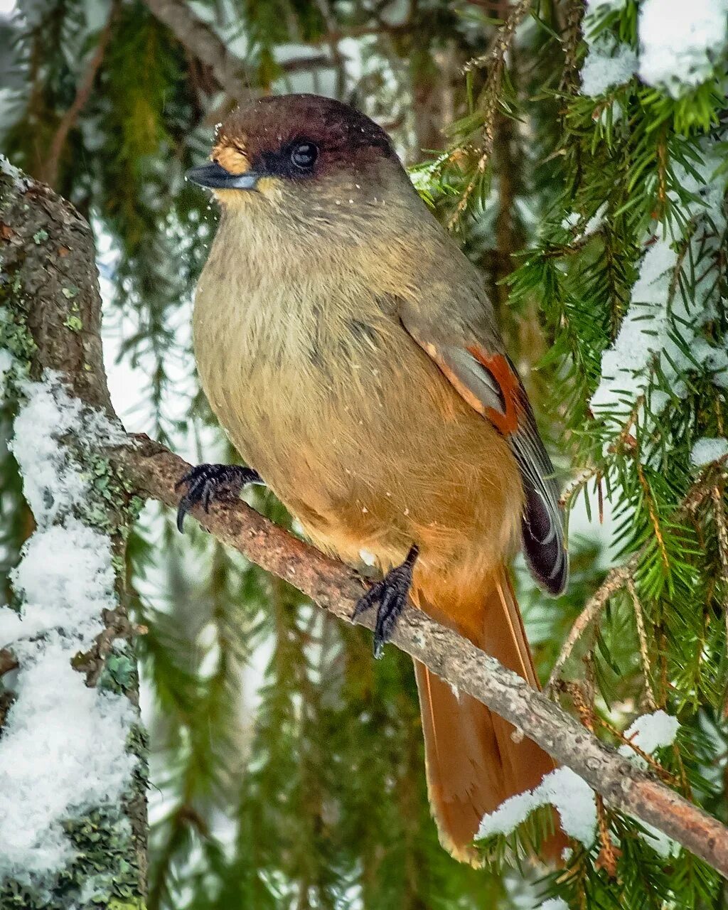 Кукша ронжа. Кукша Perisoreus Infaustus. Кукша Сибирская. Кукша и Сойка