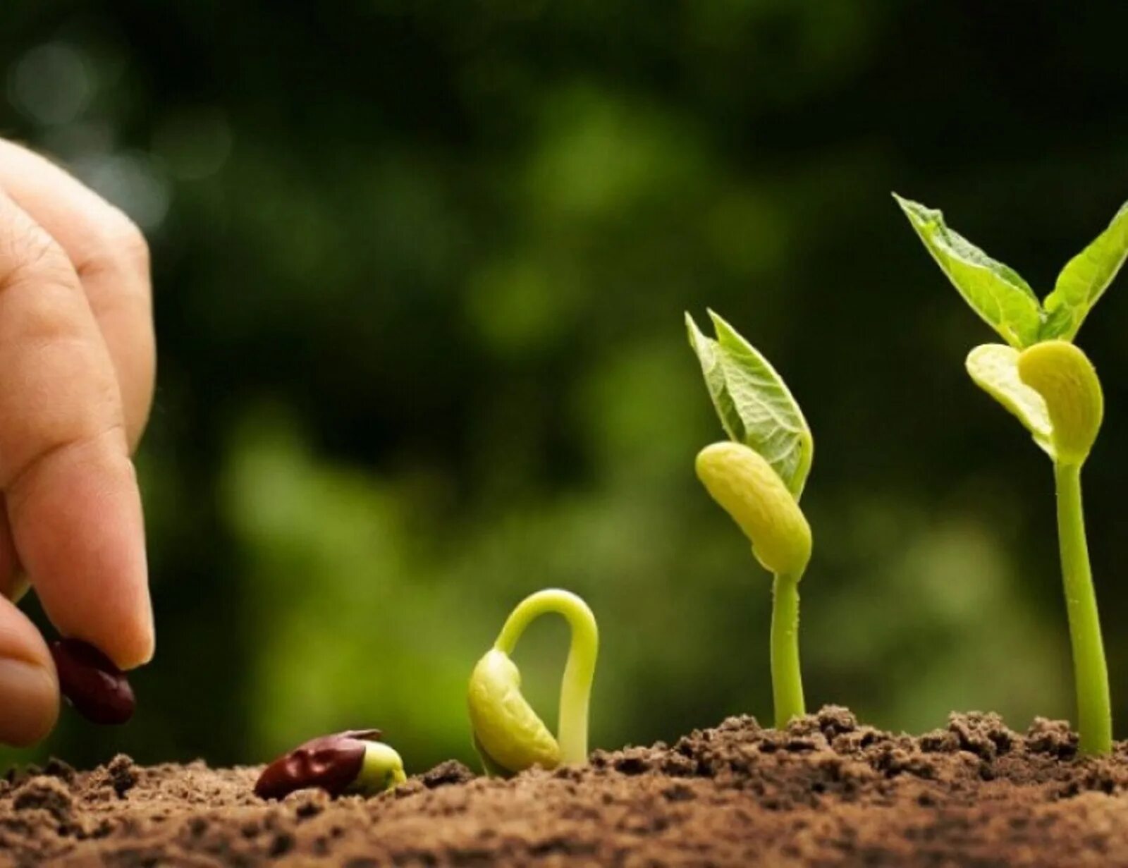 Seeding for a new generation