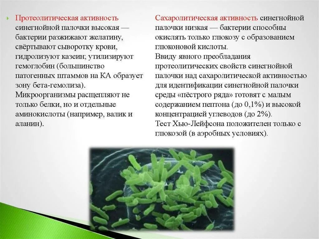 Протеолитическая активность. Протеолитическая активность микроорганизмов. Протеолитическая активность синегнойной палочки. Протеолитическая активность бактерий. Ферментативная активность микроорганизмов