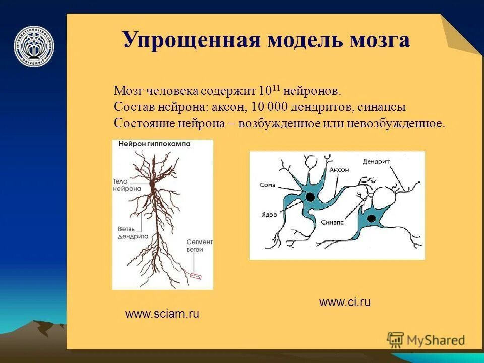 Мозг человека состоит из нейронов