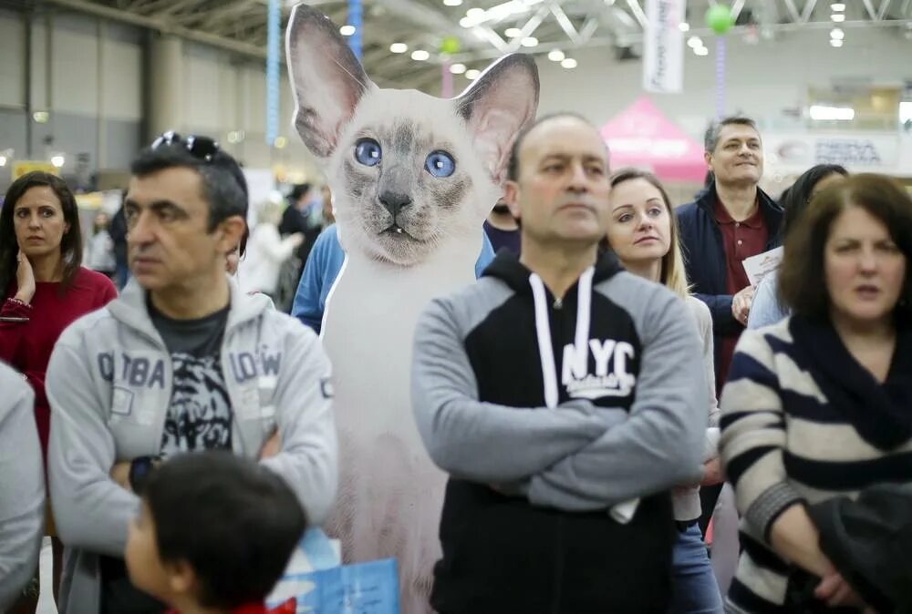 Всемирная выставка кошек. Кошачья выставка. Выставка кошек оренбург. Выставка кошек екатеринбург. Выставка кошек.