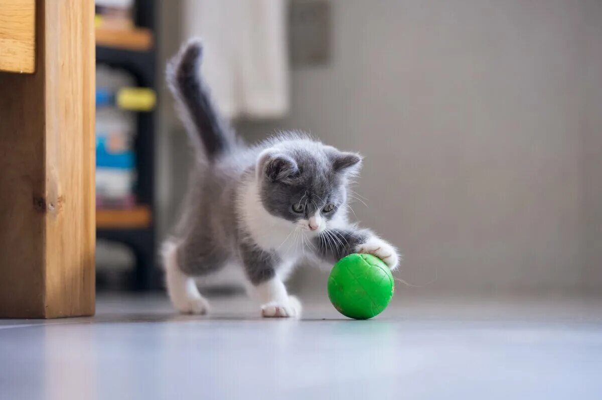 Котята играют на полу. Котенок с мячиком. Мячики для кошек. Котенок играет. Мяч с котенком.