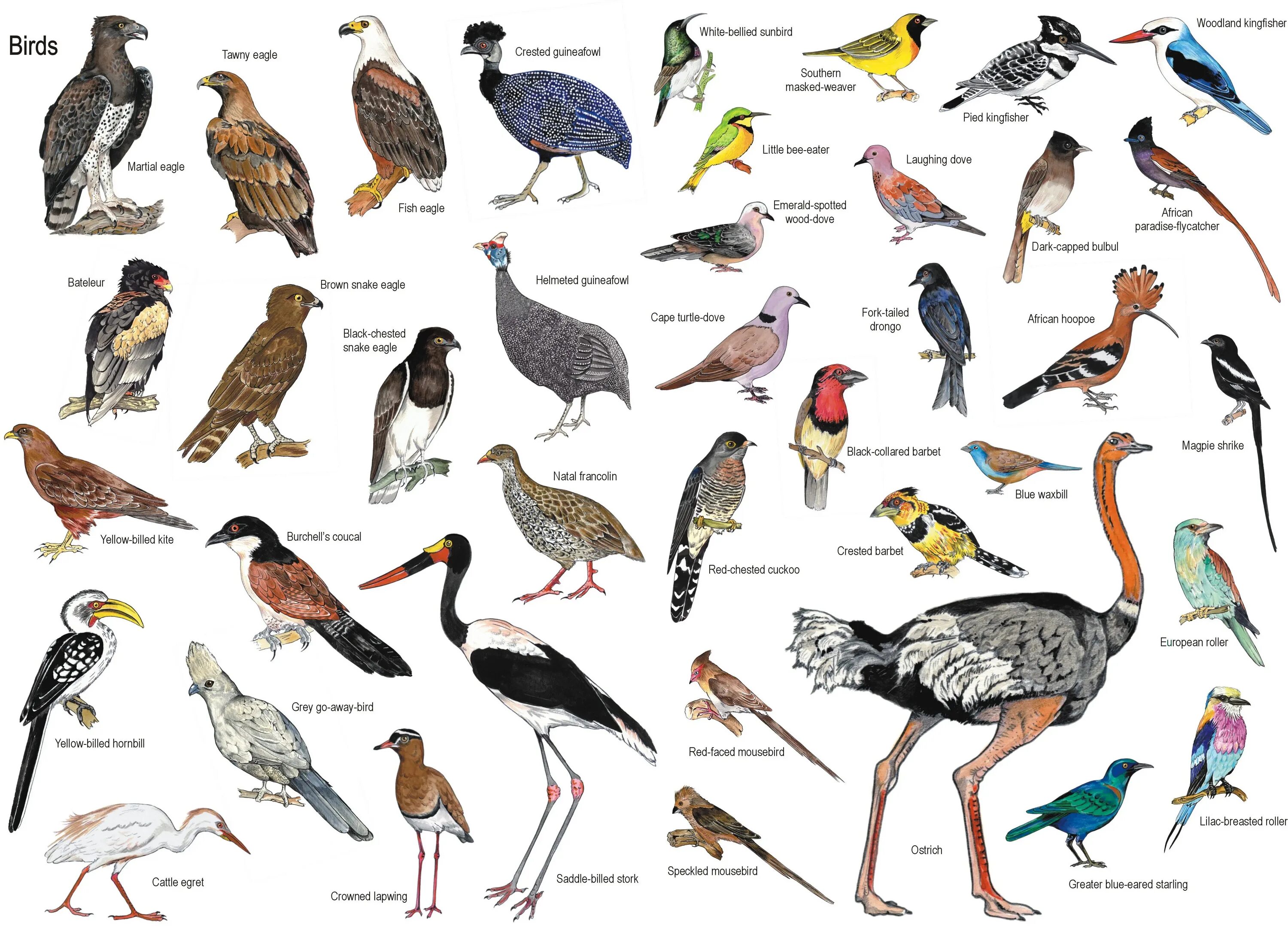 Название птиц много. Видовые названия птиц. Разновидности диких птиц. Дикие птицы названия. Rвилы птиц.