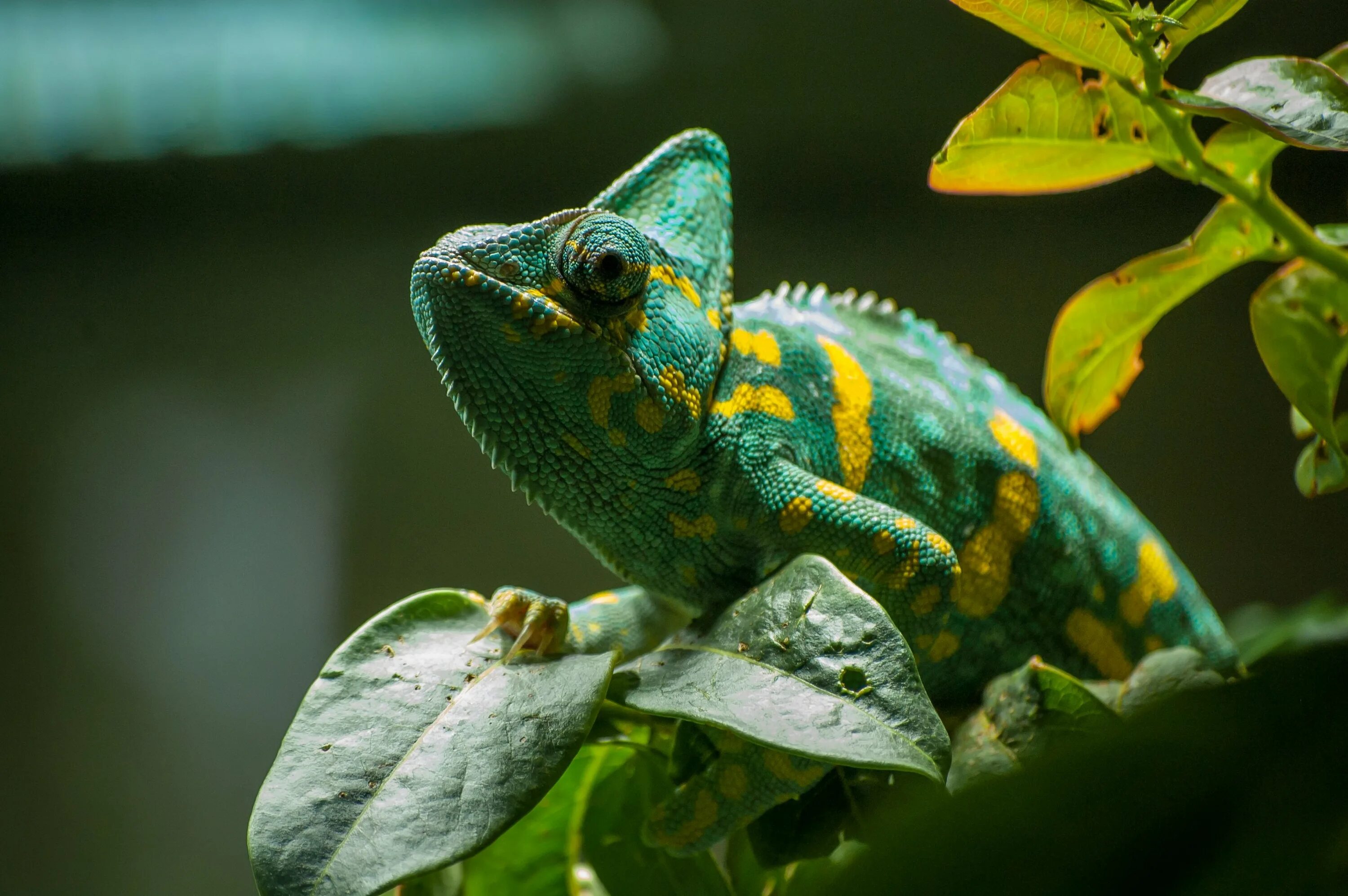 Фотографию хамелеона. Короткорогий хамелеон. Пантерный хамелеон. Хамелеон Вернера. Йеменский хамелеон самка.