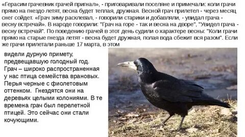 Когда можно увидеть грача