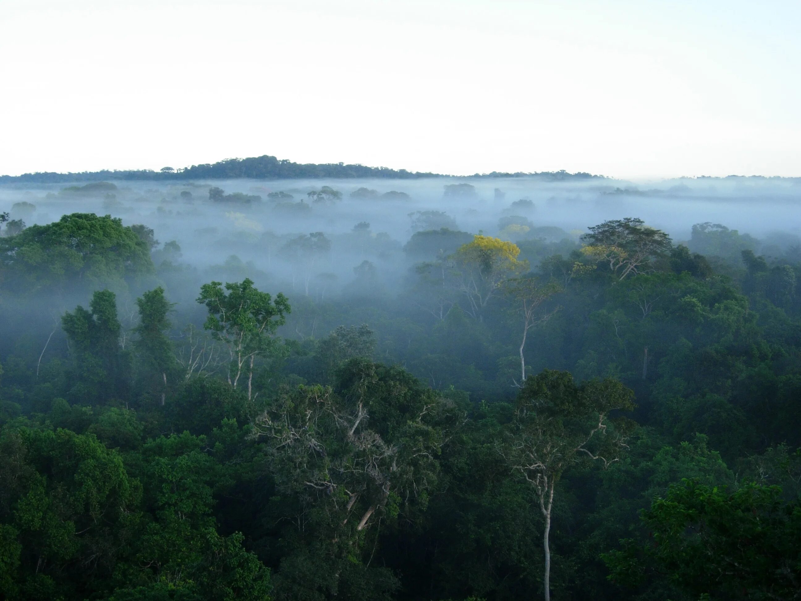 Средние осадки в бразилии. Климат Бразилии. Тропические леса амазонки в Бразилии. Климат Бразилии фото. Бразильский климат.