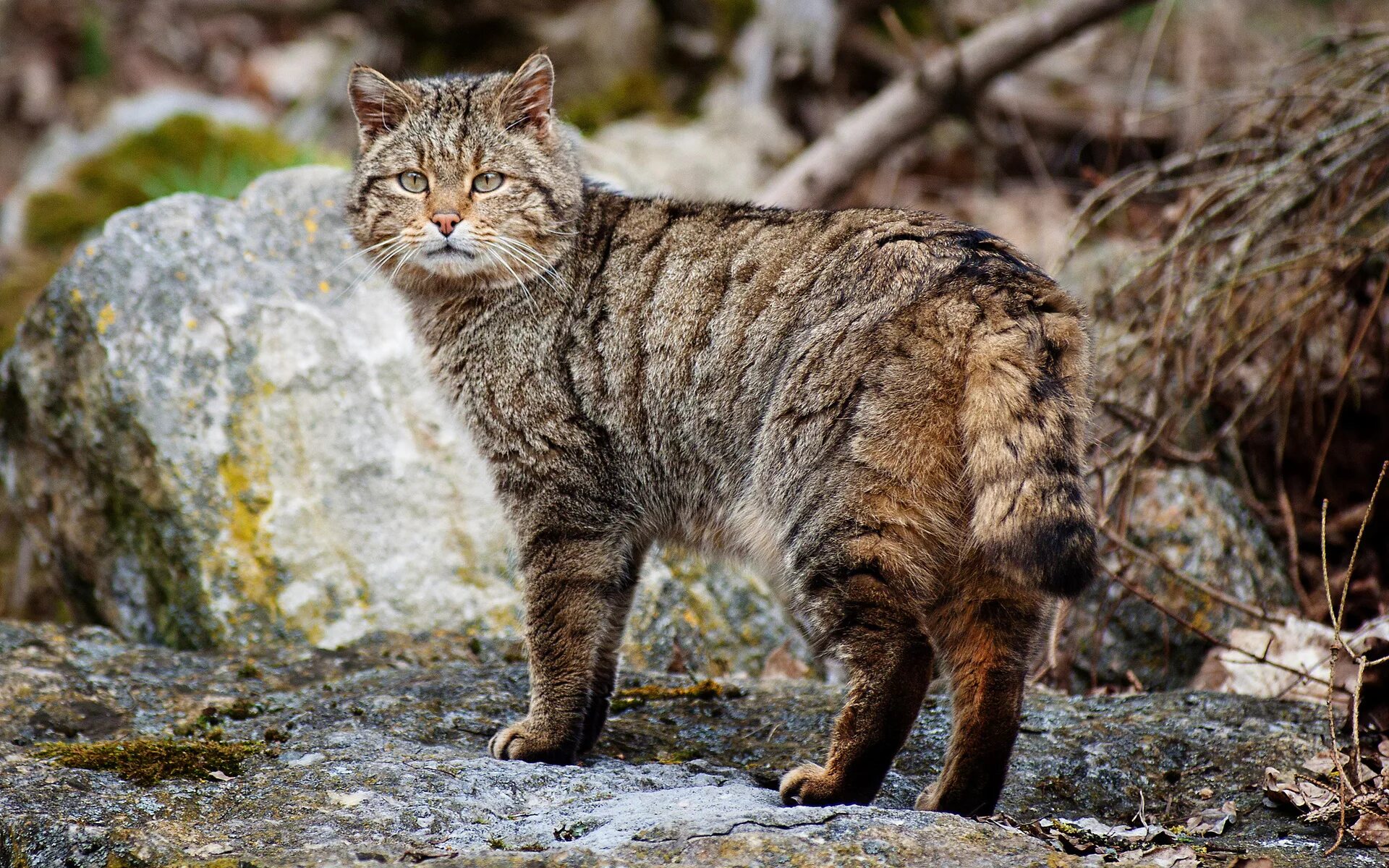 Пиксибоб кошка. Европейский Лесной кот камышовый. Шотландская Лесная кошка. Пиксибоб полосатый. Дикий 10 на русском