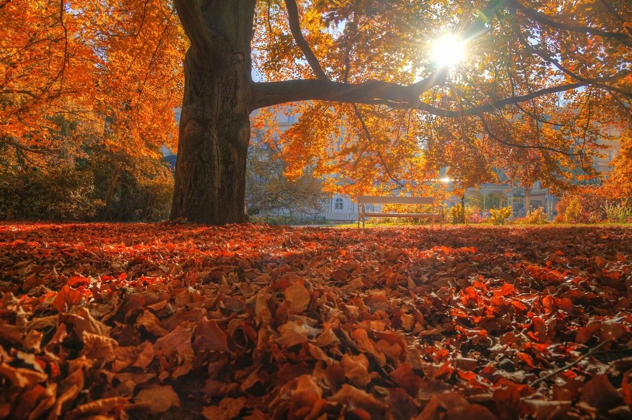Сайт золотой осени. Золотая осень. Осень 16:9. Красивые кадры осени. Осеннее солнце фото.