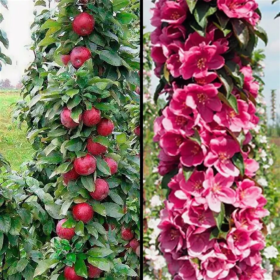 Index of /collect/obst/apfel