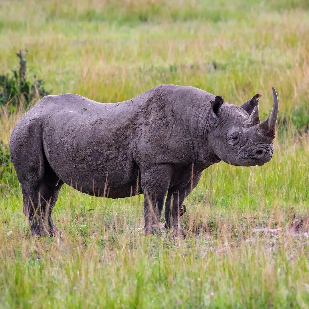 Суматранский двурогий носорог. Черный носорог. Двурогий носорог черный. Diceros bicornis.