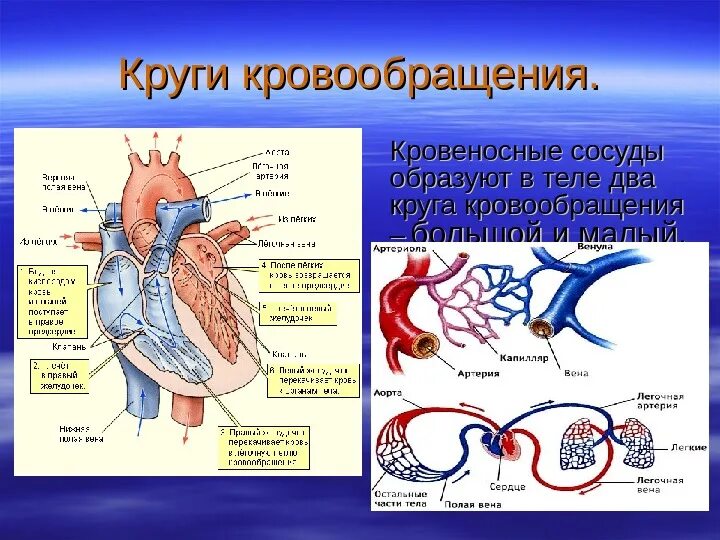 Кровеносная система биология 8. Сердце и кровеносные сосуды это органы кровообращения. Кровеносная система сосуды сердце схема. Сосуды малого круга кровообращения анатомия человека. Основные органы кровообращения