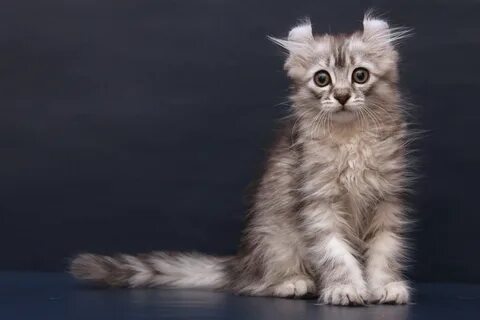Керл кошка