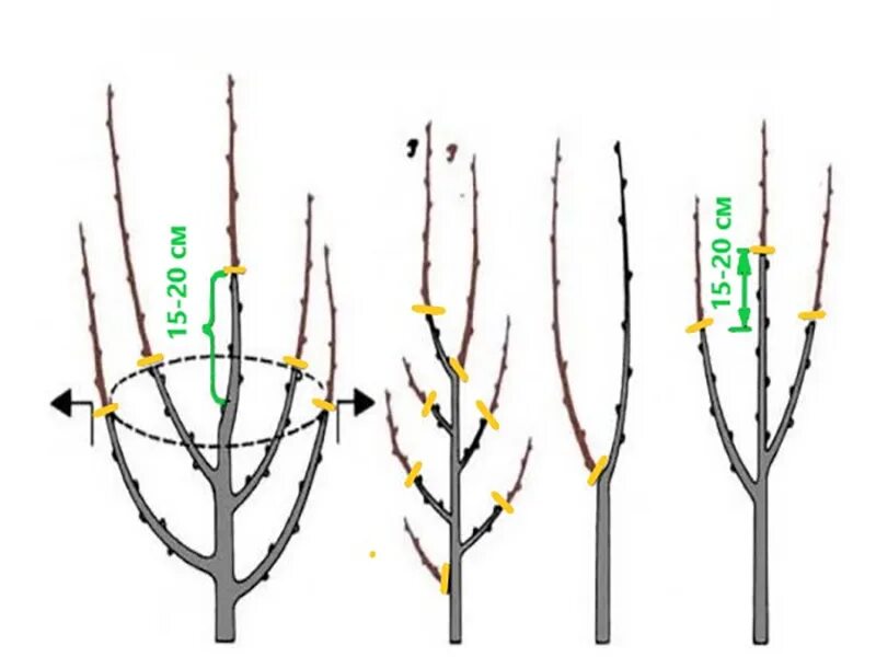 Колоновидные яблони схема обрезки. Схема обрезки колоновидной яблони весной. Схема обрезки колоновидной черешни. Обрезка колоновидных яблонь весной схема.