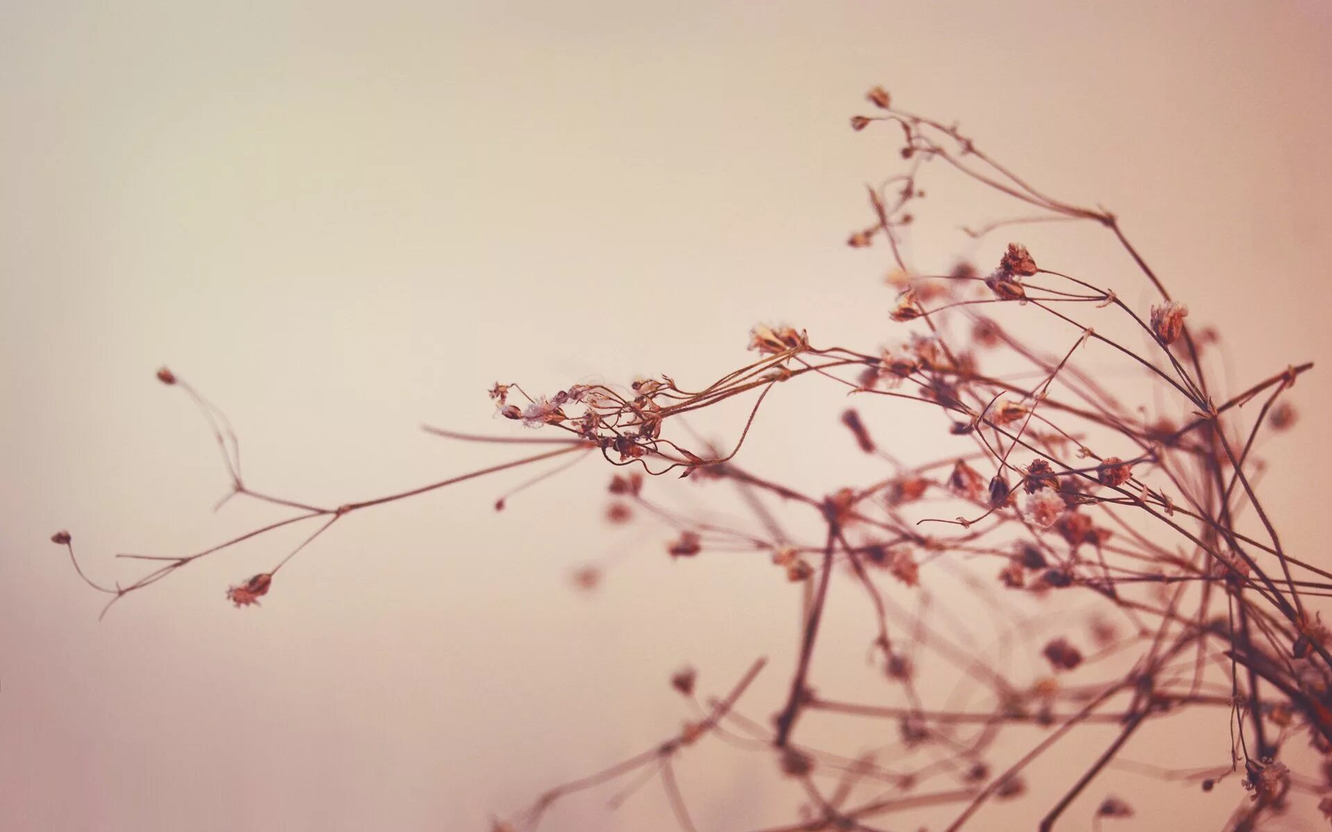 Тхач рододендроны. Вичхаус aesthetic. Эстетические пейзажи. Заставки на телефон красивые эстетичные. Эстетика природы.