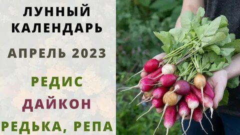 Благоприятные дни для посева редиса