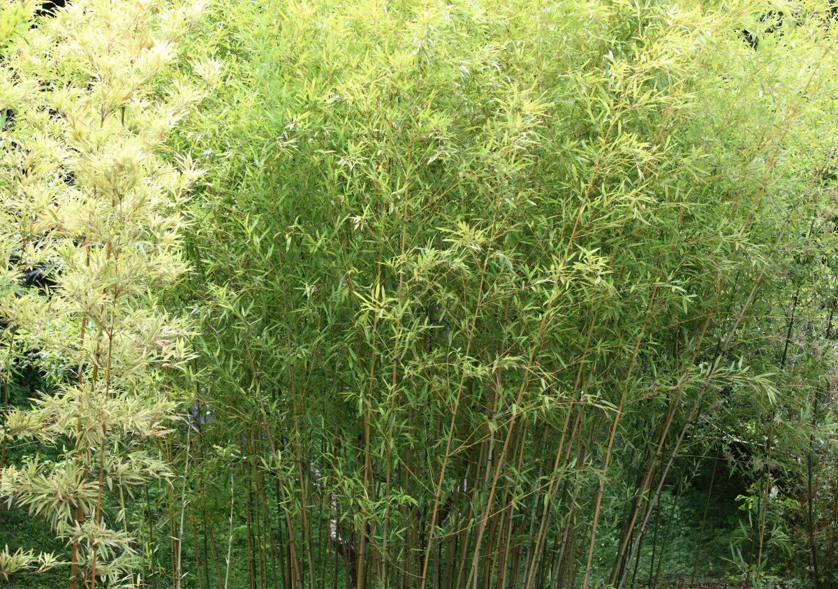 Linda Cochran's Garden: Fargesia robusta Garden inspiration, Garden, Garden desi