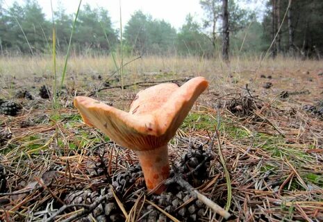 Грибы курского края