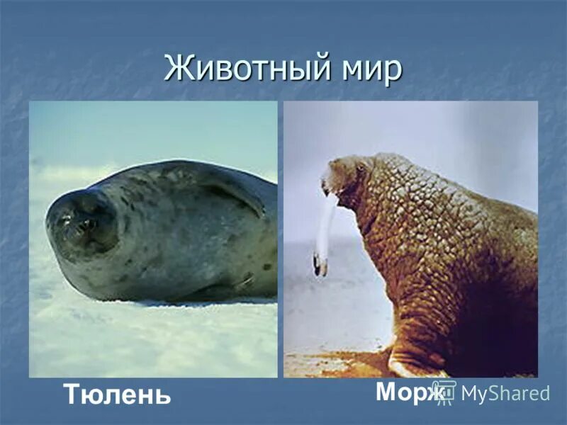 Белый медведь морж и тюлень природная зона