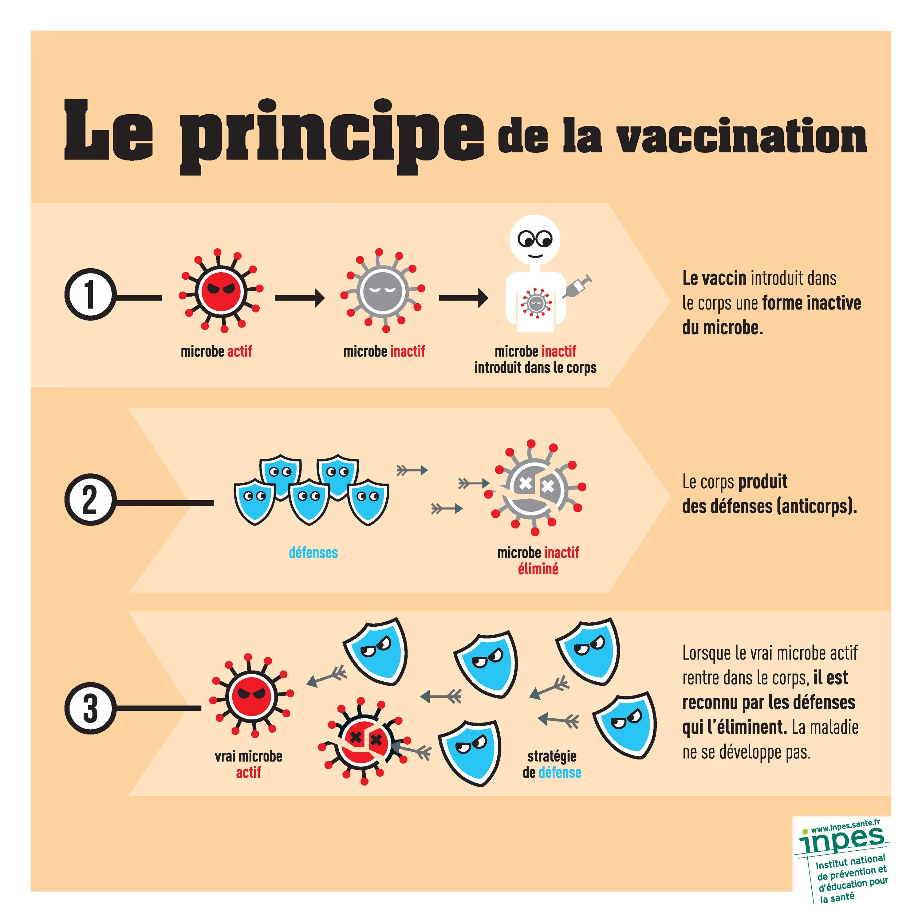 Corps est. Vaccination Worksheets. Education pour sante. Anti Principe. Vaccination advantages Clustering.