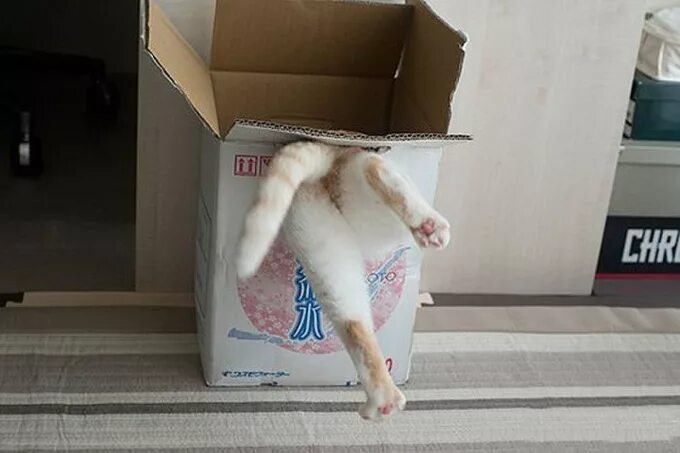 коробка с лапками