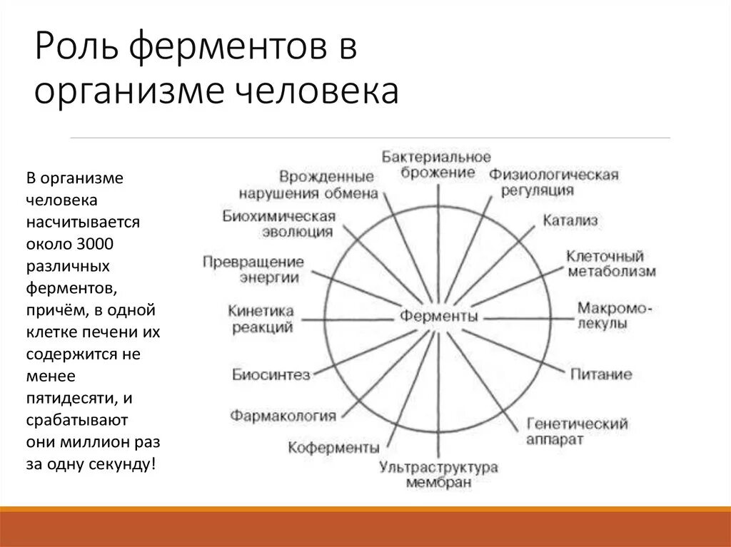 Ферменты зачем. Роль ферментов в организме человека схема. Функции ферментов. Биологическая роль ферментов. Ферменты и их функции в организме.