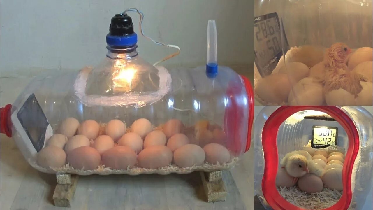 Инкубатор йасаш. Инкубатор для яиц из пенопласта. Инкубатор для яиц самодельный. Самодельный инкубатор для куриных яиц. Яйца из холодильника в инкубатор можно