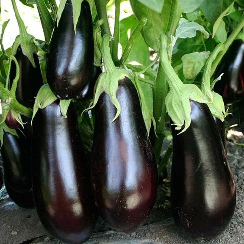 Баклажан король севера f1. Сорт баклажан альмалик. Баклажан сорт мурзик. Баклажан черный красавец. Баклажаны сорт меч самурая.