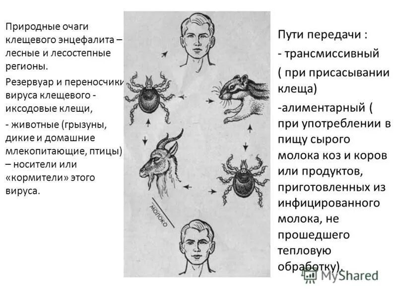 козье молоко энцефалит