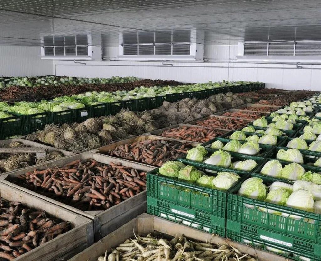 Длительное хранение фруктов. Хранилище для овощей. Склад овощей. Хранение овощей на складе. Овощехранилище для картофеля.