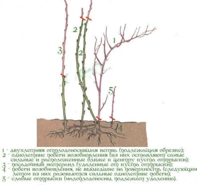 Осенняя обрезка ремонтантной малины. Обрезать малину осенью правильно. Обрезать малину осенью ремонтантную. Обрезать малину осенью ремонтантную. Когда обрезать малину весной.
