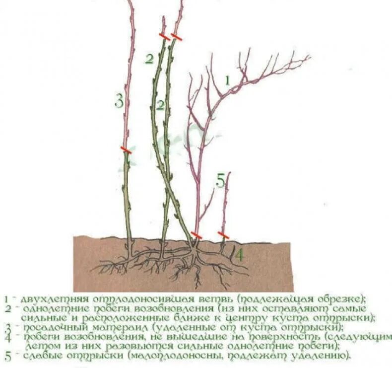 Схема обрезки ремонтантной малины осенью. Схема обрезки ремонтантной малины. Обрезка ремонтантной малины осенью. Правильно обрезать ремонтантную малину осенью. Подрезка малины весной
