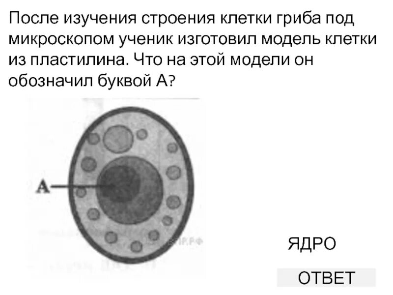 Клетка впр. Строение клетки гриба под микроскопом. Клетка гриба под микроскопом. Строение гриба под микроскопом. Структура клетки грибов под микроскопом.