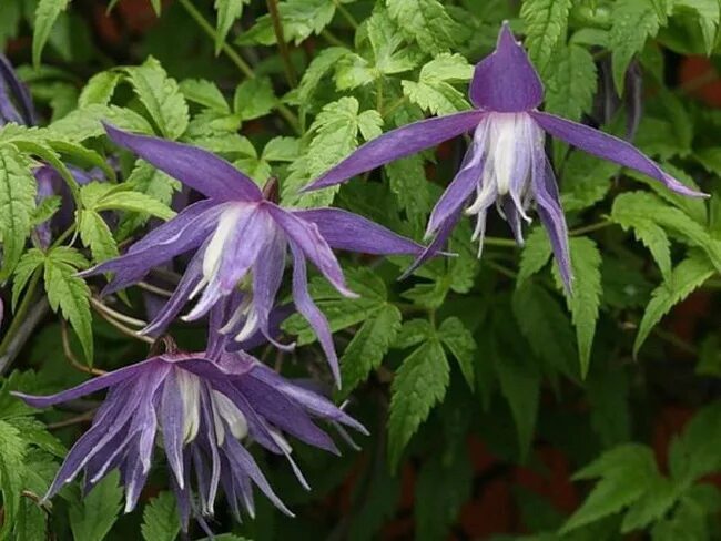 Княжики сибирские. Клематис княжик охотский. Клематис княжик охотский. Клематис клематис брюнет. Растительность зейского заповедника.