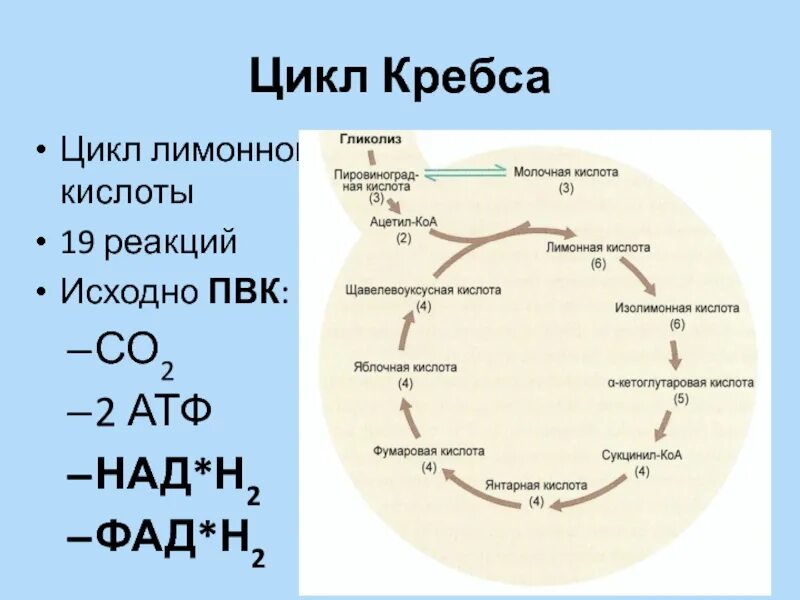 Ацетил КОА цикл Кребса. Цикл Кребса в митохондриях. Цикл Кребса пировиноградная кислота. Малат цикл Кребса.