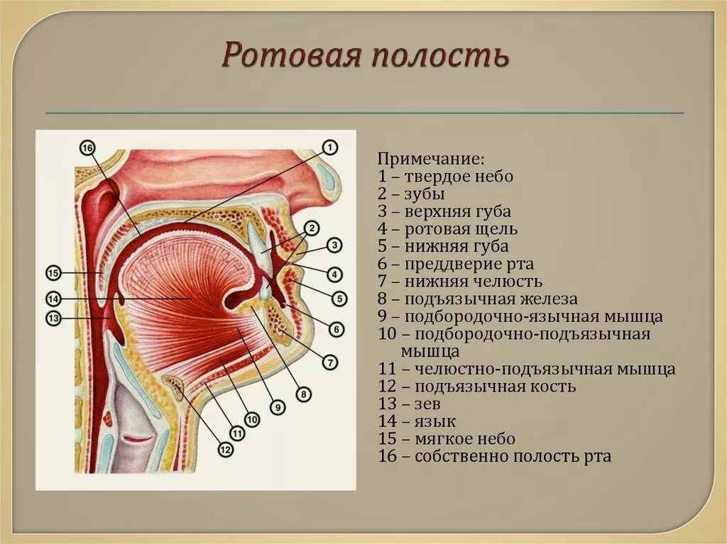 Рот строение и функции. Ротовая полость анатомия вид сбоку. Ротовая полость и окружающие ее органы и ткани. Строение отделы и функции полости рта. Строение мышц ротовой полости.