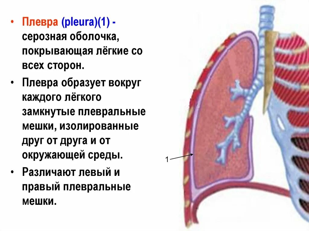 Легочная плевра анатомия. Плевра pleura. Плевра образована. Строение плевры.