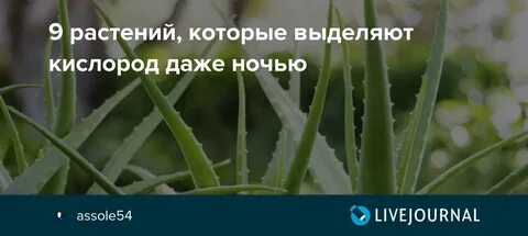 Растения ночью выделяют углекислый газ