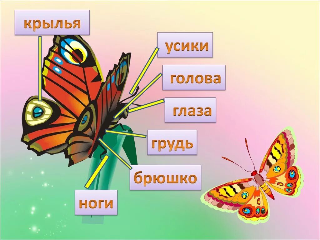 Насекомые урок 1 классе. Насекомые окружающий мир. Насекомые 1 класс. Кто такие насекомые. Насекомые 1 класс окружающий мир.