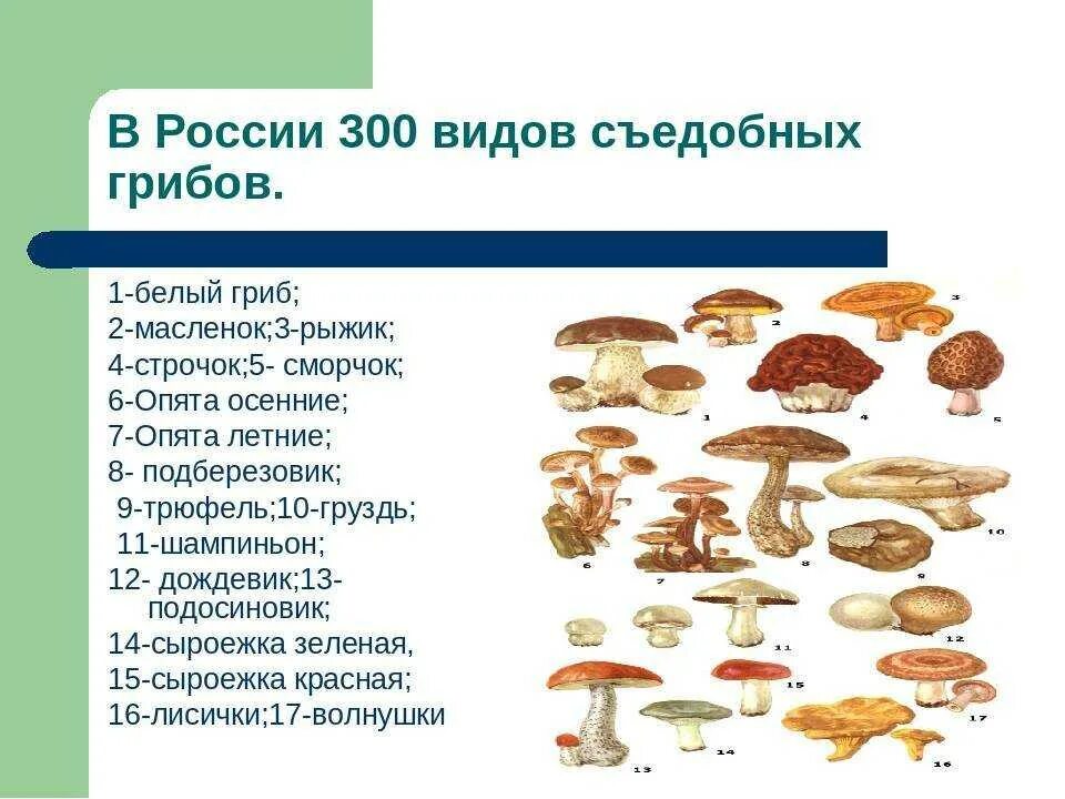 Какое основание позволило разделить грибы. Съедобные условно съедобные и несъедобные грибы. Условно съедобные грибы несъедобные грибы. Таблица съедобных грибов и несъедобных грибов. Условно-съедобные грибы Шляпочные.