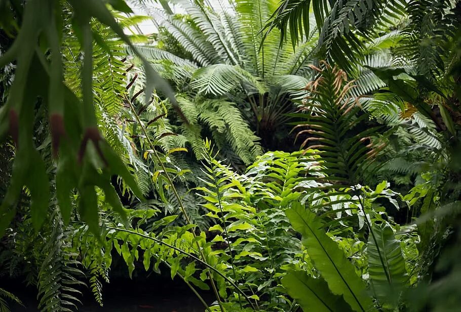Тропические растения. Тропический лес. Растения джунглей. Папоротники в тропическом лесу.