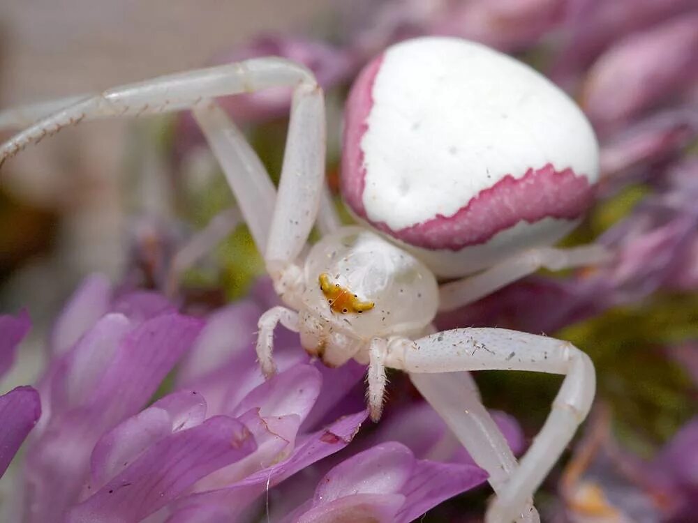 Паук сова цветущее растение. Цветочный паук misumena vatia. мизумена косолапая. паук бокоход мизумена. паук бокоход белый.