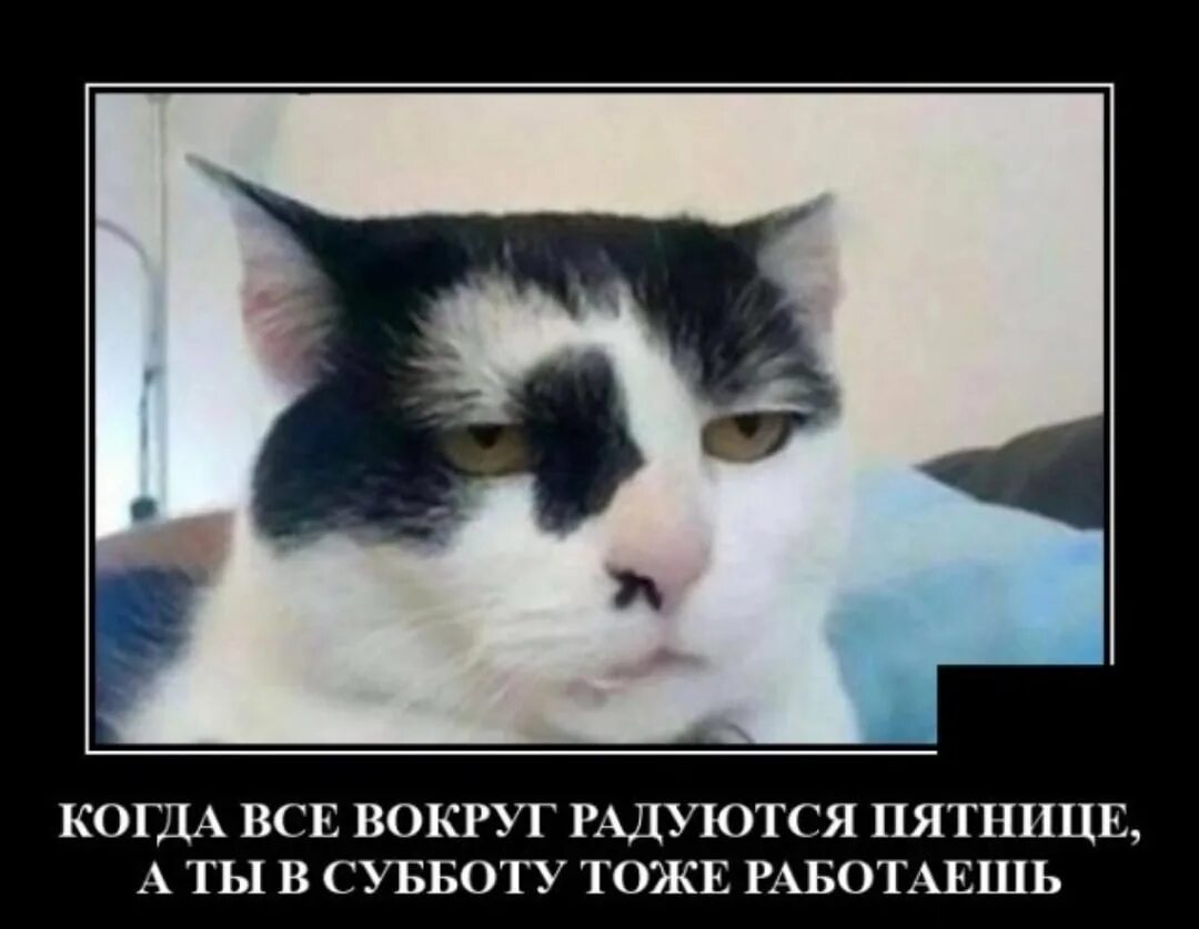 Радуется пятнице. Кот радуется пятнице. радуюсь пятнице мем. в пятницу не радуется. почему все радуются пятнице.