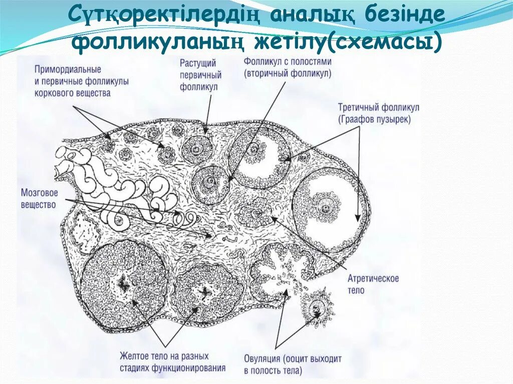 Строение фолликула гистология. Яичник млекопитающего гистология. Стадии развития фолликула схема. Схема развития овариального фолликула. 17 фолликулам