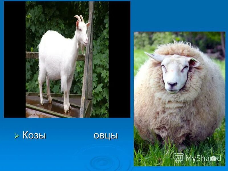 год овцы. на 2015. год овцы. год козы. китайский зодиак коза.