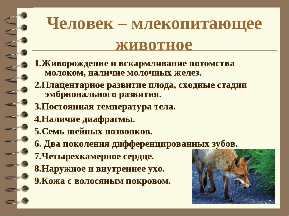 Эти признаки определяют принадлежность человека к. Человек класс млекопитающие. Почему человек млекопитающее. Почему человек животное. Признаки млекопитающих у человека.