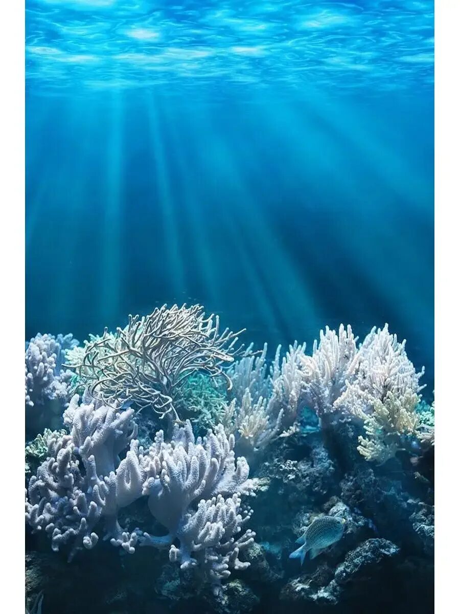 Глубоководье. Риф коралловый 54546. Рыбки в море. Underwater life. Медуза морская.