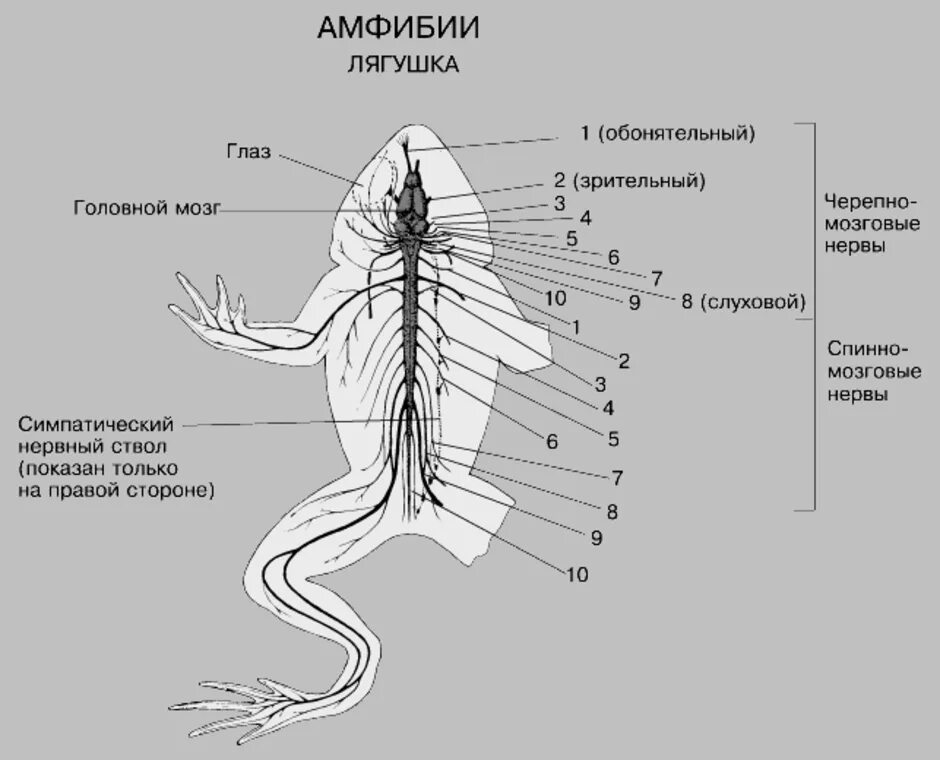 Мозг амфибий и рептилий. Нервная система лягушки схема головного мозга. Нервная система лягушки рис 132. Схема строения нервной системы лягушки. Нервная система амфибий схема.