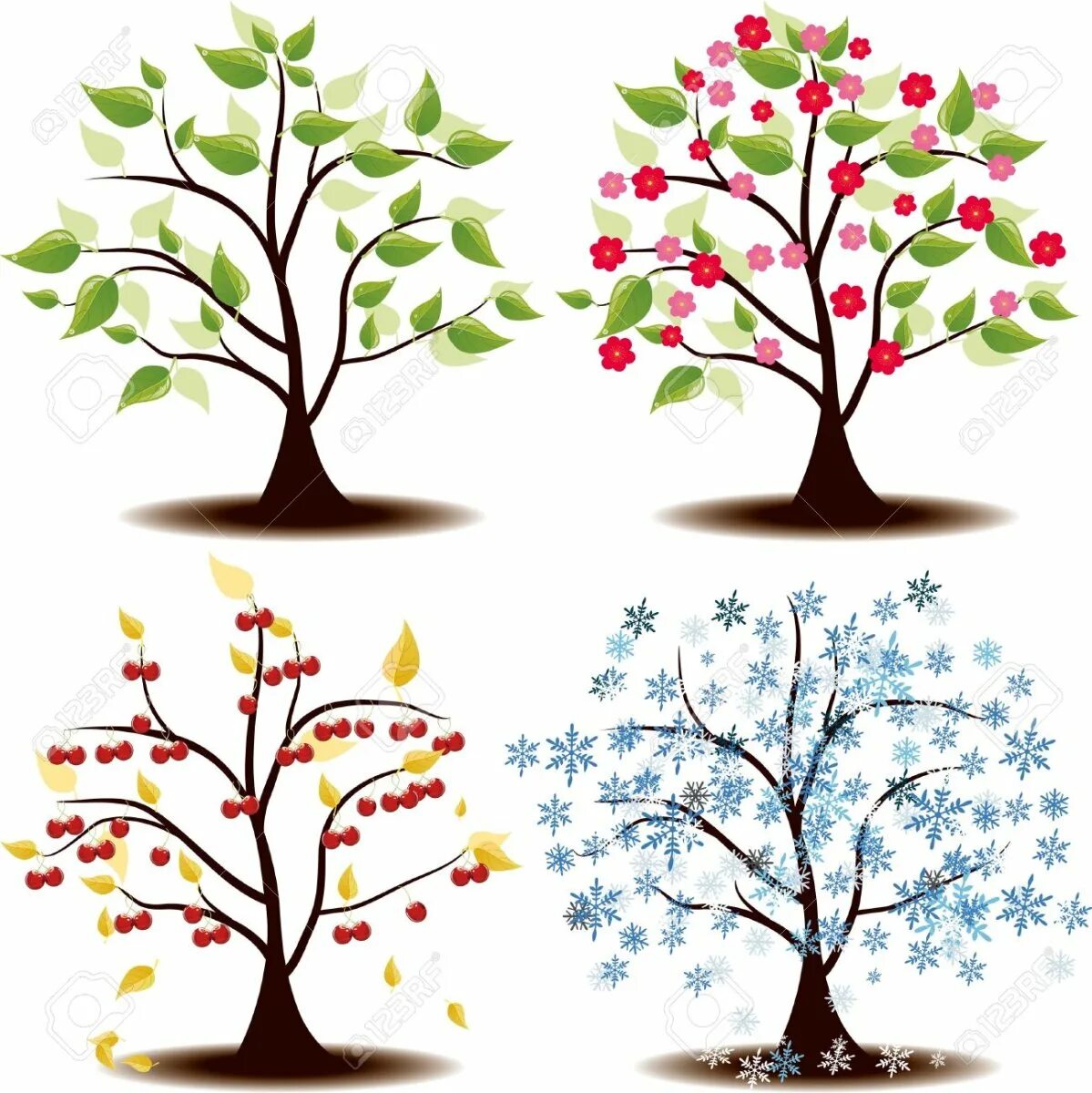 Яблоня в разные времена года. Дерево вишни во все времена года. Яблоня весной летом осенью и зимой. Вишня дерево рисунок.