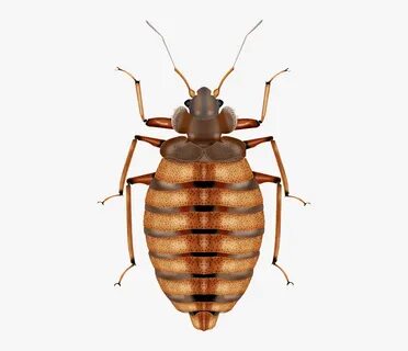 Aut bugs
